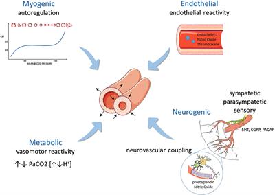 Commentary: Enhanced Hemodynamic and Clinical Response to αCGRP in Migraine Patients—A TCD Study